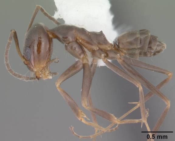 Dorymyrmex grandulus