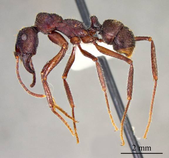 Myrmoxenus ravouxi