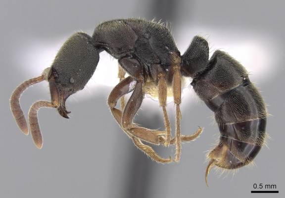 Ectomomyrmex annamitus