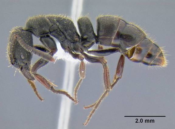 Ectomomyrmex leeuwenhoeki