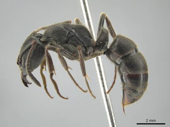 Ectomomyrmex zhengi