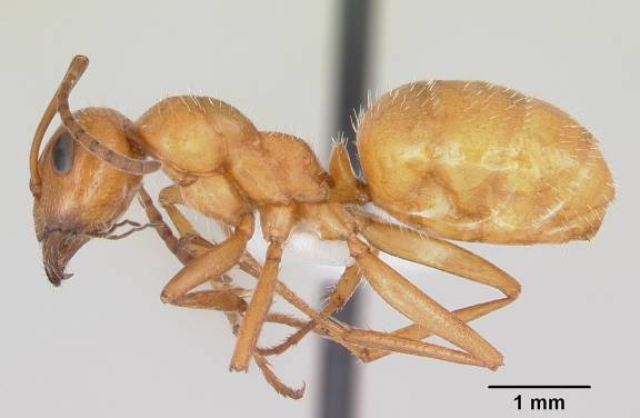 Myrmoxenus ravouxi