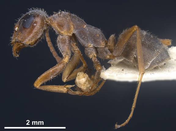 Myrmoxenus ravouxi