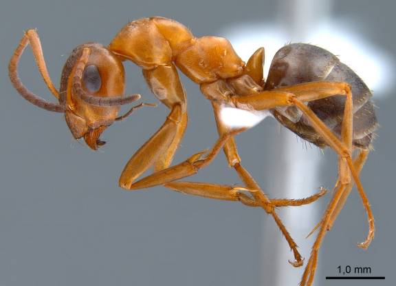 Myrmoxenus ravouxi