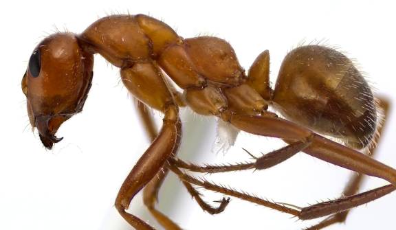 Myrmoxenus ravouxi