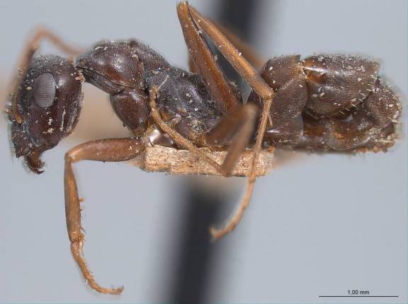 Myrmoxenus ravouxi