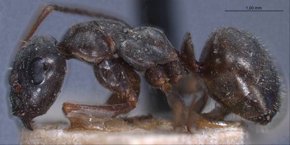 Myrmoxenus ravouxi
