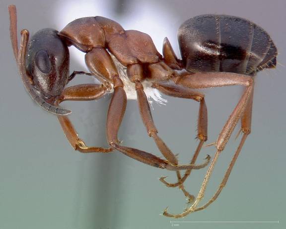 Myrmoxenus ravouxi