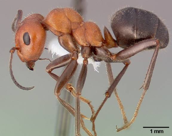 Myrmoxenus ravouxi
