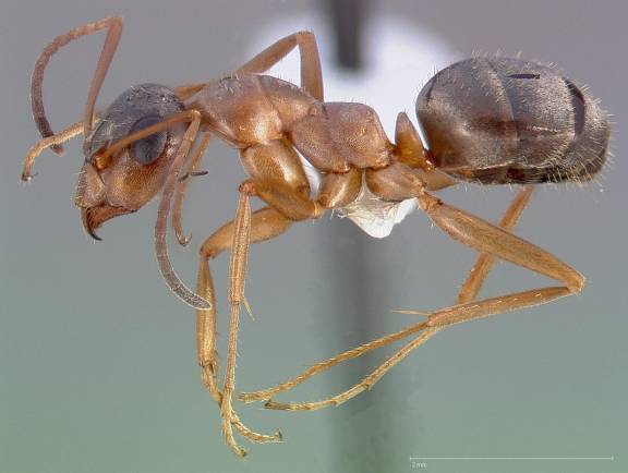 Myrmoxenus ravouxi