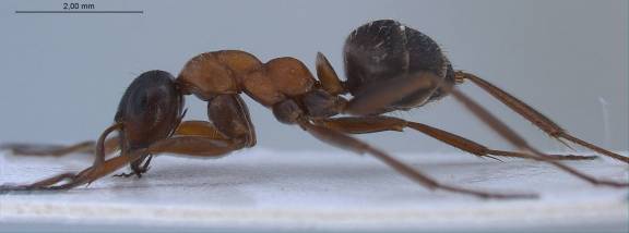 Myrmoxenus ravouxi