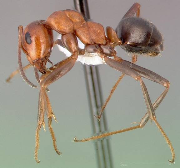 Myrmoxenus ravouxi