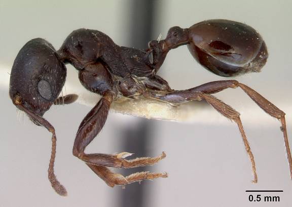 Myrmoxenus ravouxi