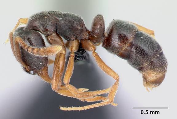 Myrmoxenus ravouxi