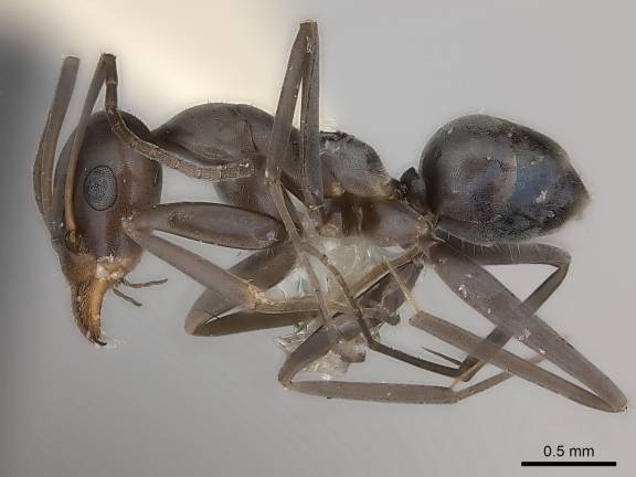 Myrmoxenus ravouxi