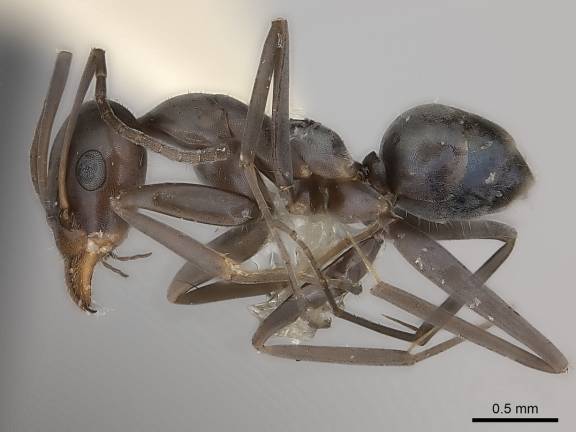 Iridomyrmex bicknelli