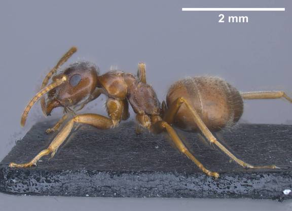 Lasius bombycina