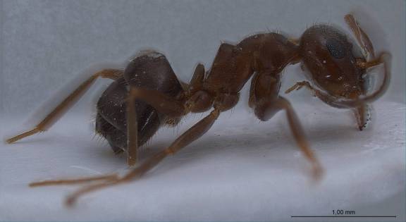 Lasius lasioides