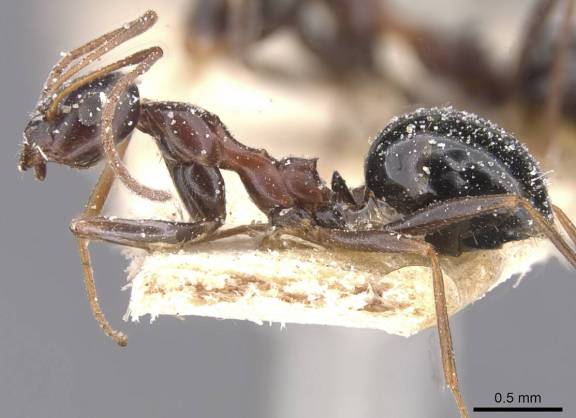 Myrmoxenus ravouxi