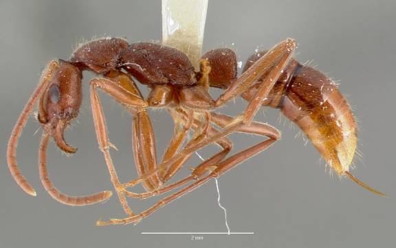 Myrmoxenus ravouxi