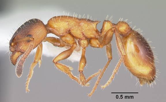 Leptothorax acervorum