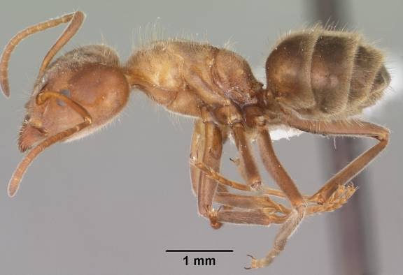 Myrmoxenus ravouxi