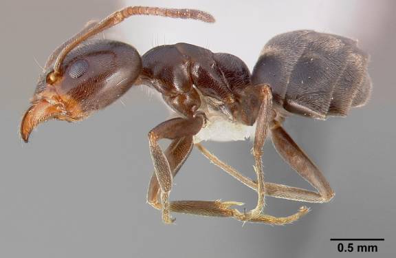 Myrmoxenus ravouxi