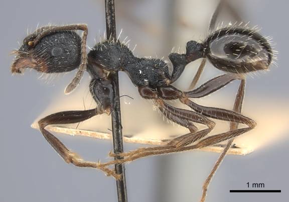 Myrmoxenus ravouxi