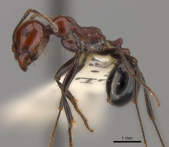 Myrmoxenus ravouxi