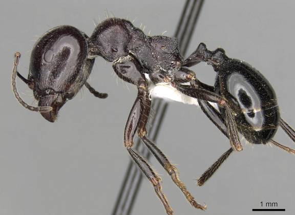 Myrmoxenus ravouxi