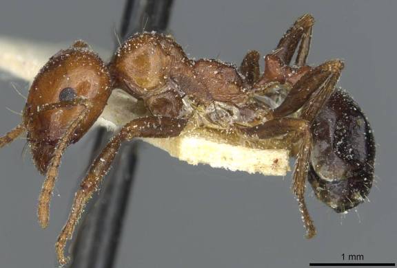 Myrmoxenus ravouxi
