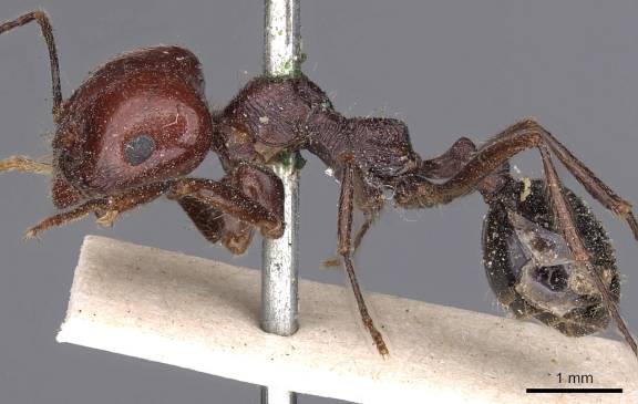 Myrmoxenus ravouxi