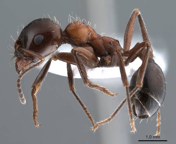 Myrmoxenus ravouxi