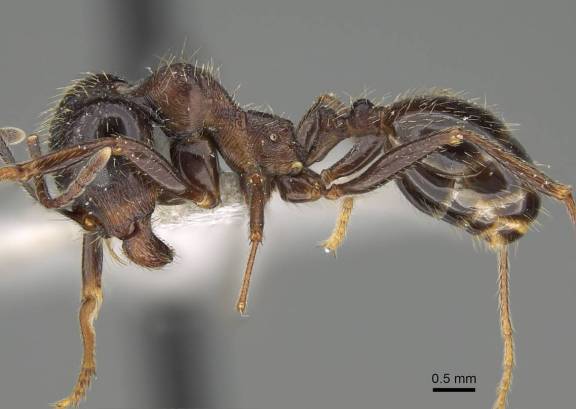 Myrmoxenus ravouxi