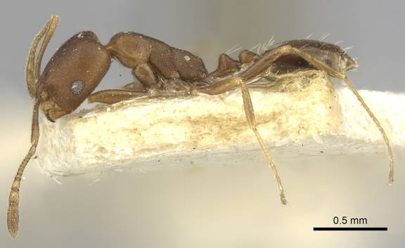 Myrmoxenus ravouxi