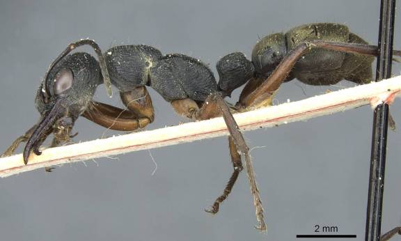 Myrmecia fulvipes