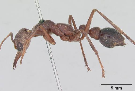 Myrmecia gulosa