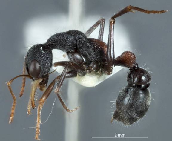 Myrmecia urens