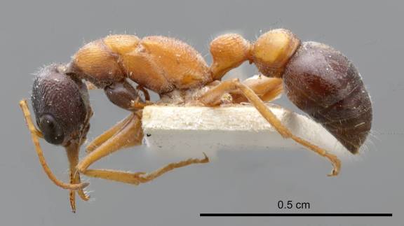 Myrmecia varians