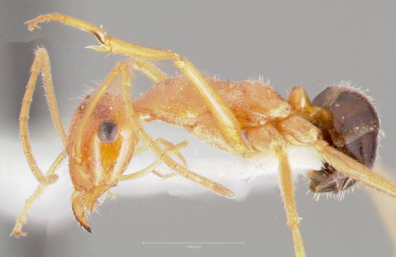 Myrmoxenus ravouxi