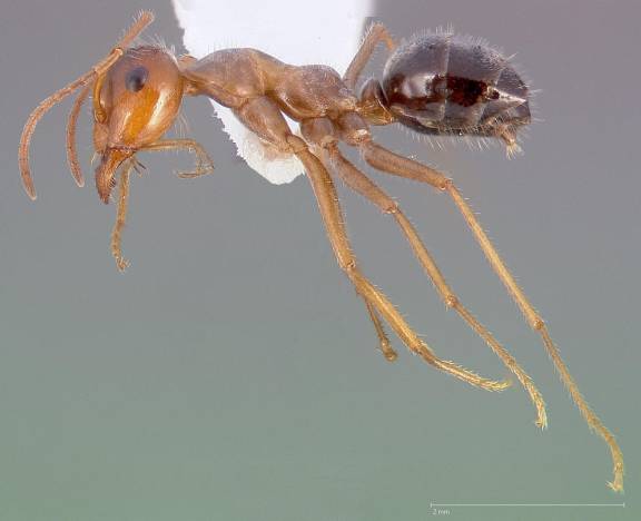 Myrmecocystus mimicus