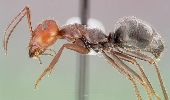 Myrmoxenus ravouxi