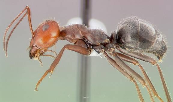 Myrmecocystus placodops