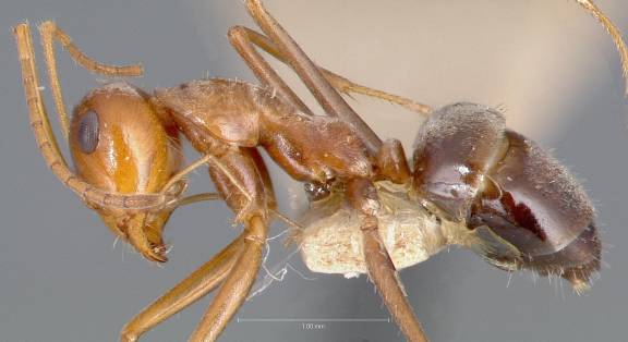 Myrmecocystus romainei