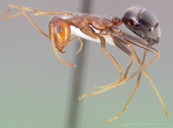 Myrmecocystus semirufus