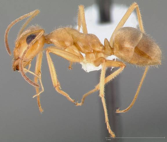 Myrmoxenus ravouxi