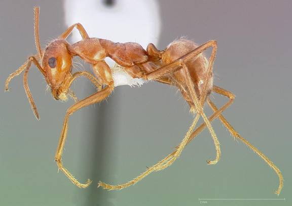 Myrmecocystus wheeleri