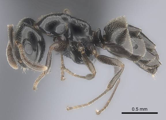 Myrmoxenus ravouxi