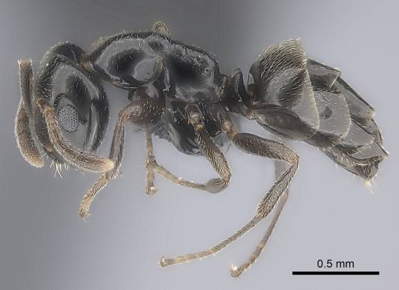 Myrmelachista chilensis