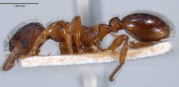 Myrmica curvithorax